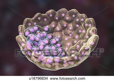 Picture - Blastocyst, computer illustration. A blastocyst is a hollow ball of cells with a fluid centre formed after several divisions of a fertilised cell (zygote). The inner cell mass (purple) contains the cells that will form the embryo proper, the embryonic.... Fotosearch