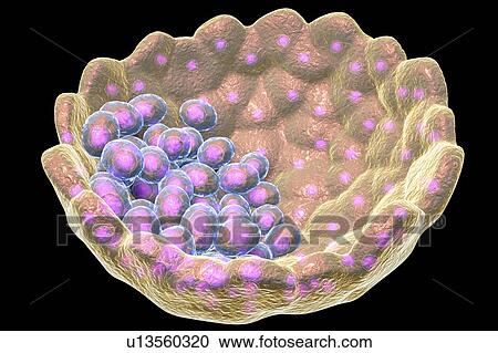 Stock Image - Blastocyst, computer illustration. A blastocyst is a hollow ball of cells with a fluid centre formed after several divisions of a fertilised cell (zygote). The inner cell mass (purple) contains the cells that will form the embryo proper, the embryonic.... Fotosearch