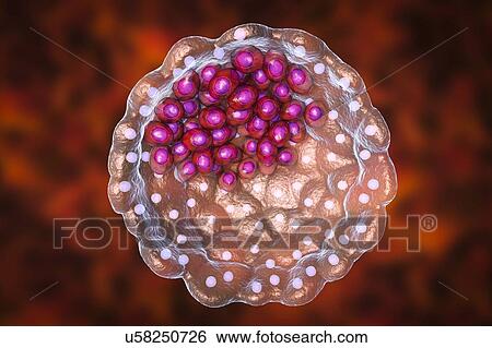 Blastocyst, computer illustration. A blastocyst is a hollow ball of cells with a fluid centre formed after several divisions of a fertilised cell (zygote). The inner cell mass (purple) contains the cells that will form the embryo proper, the embryonic... View Large Photo Image Stock Photograph - Blastocyst, computer illustration. A blastocyst is a hollow ball of cells with a fluid centre formed after several divisions of a fertilised cell (zygote). The inner cell mass (purple) contains the cells that will form the embryo proper, the embryonic.... Fotosearch