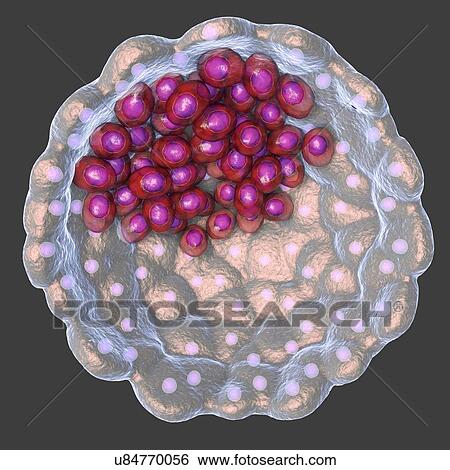 Stock Photograph - Blastocyst, computer illustration. A blastocyst is a hollow ball of cells with a fluid centre formed after several divisions of a fertilised cell (zygote). The inner cell mass (purple) contains the cells that will form the embryo proper, the embryonic.... Fotosearch