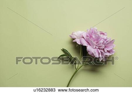 Stock Image - Blooming flower in pastel background. Fotosearch