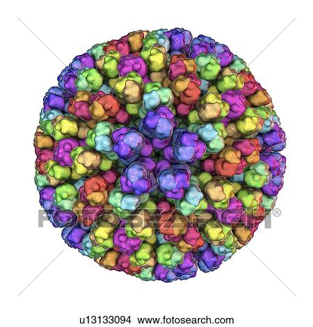 Picture - Bluetongue virus particle. Computer illustration of the core particle of the bluetongue virus (BTV), with proteins represented by coloured blobs. The particle measures about 70 nanometres in diameter. BTV causes bluetongue disease, a disease of sheep.... Fotosearch