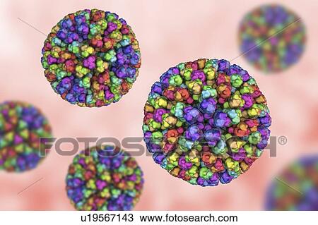 Stock Image - Bluetongue virus particle. Computer illustration of the core particle of the bluetongue virus (BTV), with proteins represented by coloured blobs. The particle measures about 70 nanometres in diameter. BTV causes bluetongue disease, a disease of sheep.... Fotosearch