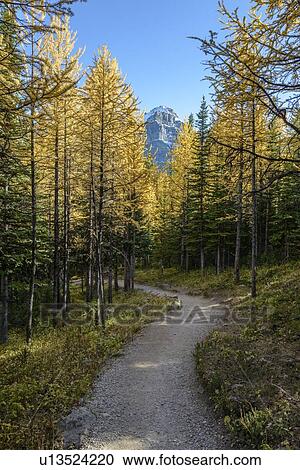 Stock Image - Canada, Alberta, Banff, Footpath leading through forest in Banff National Park. Fotosearch