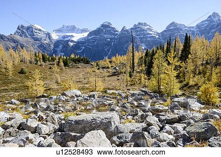 Stock Image - Canada, Alberta, Banff, Forest and mountains in Banff National Park. Fotosearch
