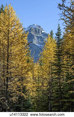 Stock Image - Canada, Alberta, Banff, Trees and mountain peak in Banff National Park. Fotosearch