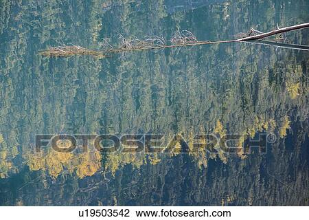 Canada, Alberta, Jasper, Trees reflected in Horseshoe Lake View Large Photo Image Stock Image - Canada, Alberta, Jasper, Trees reflected in Horseshoe Lake. Fotosearch