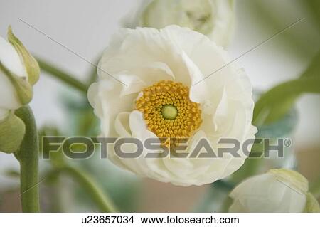 Picture - Close up of white flower. Fotosearch