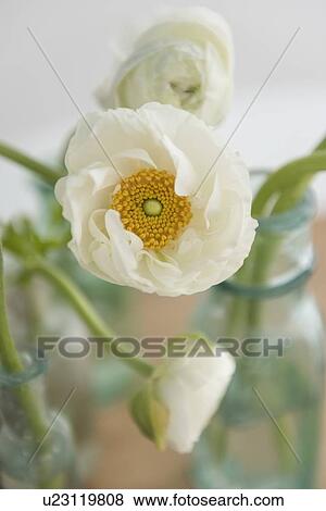 Close up of white flower View Large Photo Image Stock Photo - Close up of white flower. Fotosearch