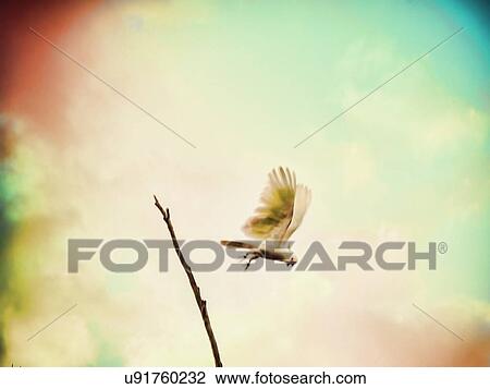 Cockatoo flying by branch View Large Photo Image Stock Image - Cockatoo flying by branch. Fotosearch