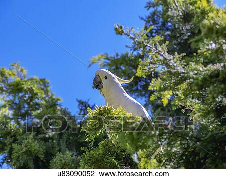 Cockatoo in tree View Large Photo Image Stock Image - Cockatoo in tree. Fotosearch