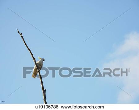 Stock Photograph - Cockatoo on branch. Fotosearch