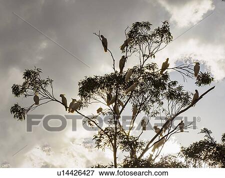 Stock Photo - Cockatoos in tree. Fotosearch