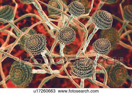 Stock Image - Computer illustration of fruiting bodies (conidiophores) and hyphae of the fungus Aspergillus fumigatus. A. fumigatus is a widely distributed saprophyte which grows on household dust, soil, and decaying vegetable matter, including stale food, hay and.... Fotosearch