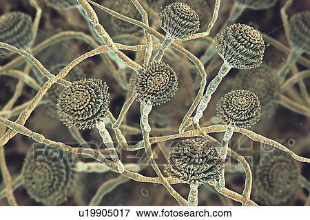 Stock Photo - Computer illustration of fruiting bodies (conidiophores) and hyphae of the fungus Aspergillus fumigatus. A. fumigatus is a widely distributed saprophyte which grows on household dust, soil, and decaying vegetable matter, including stale food, hay and.... Fotosearch
