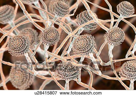 Stock Photo - Computer illustration of fruiting bodies (conidiophores) and hyphae of the fungus Aspergillus fumigatus. A. fumigatus is a widely distributed saprophyte which grows on household dust, soil, and decaying vegetable matter, including stale food, hay and.... Fotosearch