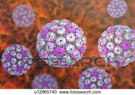 Stock Image - Computer illustration of the capsid of a polyoma BK virus. This polyomavirus is common in the urinary tract of adults, where it lives without harming its host. BK virus has been found to cause the growth of tumours in newborn rodents but there is no.... Fotosearch