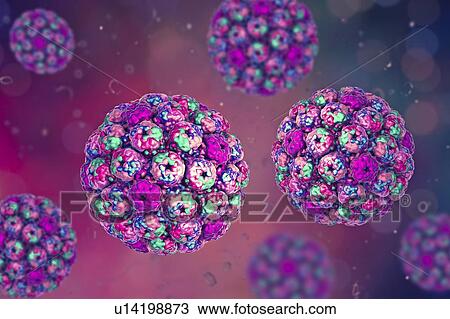 Computer illustration of the capsid of a polyoma BK virus. This polyomavirus is common in the urinary tract of adults, where it lives without harming its host. BK virus has been found to cause the growth of tumours in newborn rodents but there is no... View Large Photo Image Stock Image - Computer illustration of the capsid of a polyoma BK virus. This polyomavirus is common in the urinary tract of adults, where it lives without harming its host. BK virus has been found to cause the growth of tumours in newborn rodents but there is no.... Fotosearch