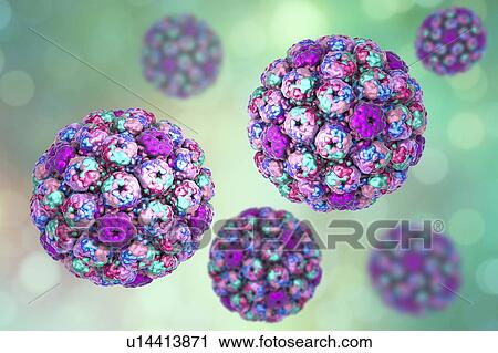 Computer illustration of the capsid of a polyoma BK virus. This polyomavirus is common in the urinary tract of adults, where it lives without harming its host. BK virus has been found to cause the growth of tumours in newborn rodents but there is no... View Large Photo Image Stock Image - Computer illustration of the capsid of a polyoma BK virus. This polyomavirus is common in the urinary tract of adults, where it lives without harming its host. BK virus has been found to cause the growth of tumours in newborn rodents but there is no.... Fotosearch