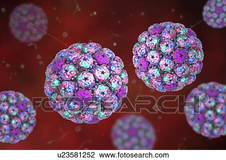Stock Image - Computer illustration of the capsid of a polyoma BK virus. This polyomavirus is common in the urinary tract of adults, where it lives without harming its host. BK virus has been found to cause the growth of tumours in newborn rodents but there is no.... Fotosearch