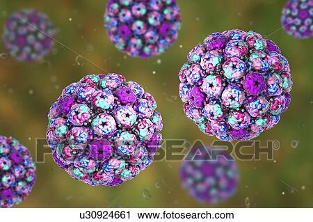 Stock Image - Computer illustration of the capsid of a polyoma BK virus. This polyomavirus is common in the urinary tract of adults, where it lives without harming its host. BK virus has been found to cause the growth of tumours in newborn rodents but there is no.... Fotosearch
