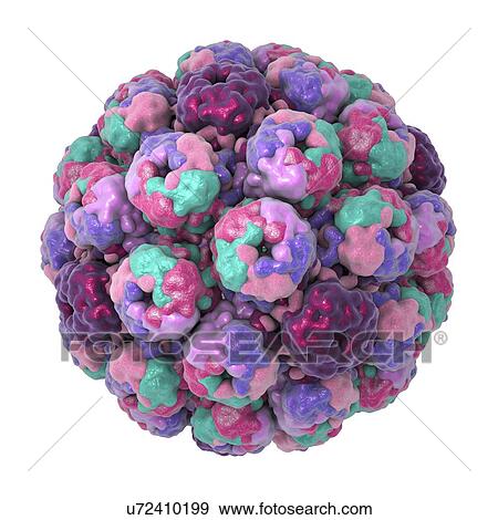 Computer illustration of the capsid of a polyoma BK virus. This polyomavirus is common in the urinary tract of adults, where it lives without harming its host. BK virus has been found to cause the growth of tumours in newborn rodents but there is no... View Large Photo Image Stock Photo - Computer illustration of the capsid of a polyoma BK virus. This polyomavirus is common in the urinary tract of adults, where it lives without harming its host. BK virus has been found to cause the growth of tumours in newborn rodents but there is no.... Fotosearch