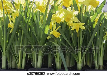 Stock Image - Daffodils. Fotosearch