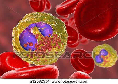 Eosinophil white blood cells. Computer illustration of eosinophil white blood cells, showing their lobed nuclei (purple). Eosinophils, like all white blood cells, are part of the immune system. They are responsible for combating multicellular... View Large Photo Image Picture - Eosinophil white blood cells. Computer illustration of eosinophil white blood cells, showing their lobed nuclei (purple). Eosinophils, like all white blood cells, are part of the immune system. They are responsible for combating multicellular.... Fotosearch