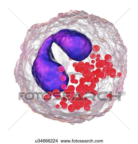 Picture - Eosinophil white blood cells. Computer illustration of eosinophil white blood cells, showing their lobed nuclei (centre). Eosinophils, like all white blood cells, are part of the immune system. They are responsible for combating multicellular.... Fotosearch