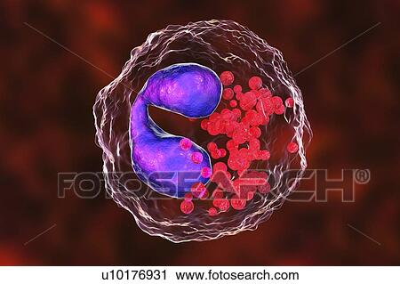 Stock Image - Eosinophil white blood cells. Computer illustration of eosinophil white blood cells, showing their lobed nuclei (centre). Eosinophils, like all white blood cells, are part of the immune system. They are responsible for combating multicellular.... Fotosearch
