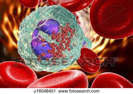Stock Image - Eosinophil white blood cells. Computer illustration of eosinophil white blood cells, showing their lobed nuclei (purple). Eosinophils, like all white blood cells, are part of the immune system. They are responsible for combating multicellular.... Fotosearch