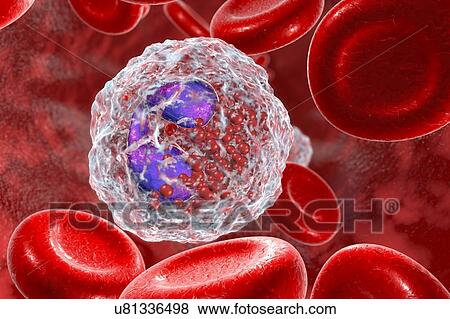 Eosinophil white blood cells. Computer illustration of eosinophil white blood cells, showing their lobed nuclei (purple). Eosinophils, like all white blood cells, are part of the immune system. They are responsible for combating multicellular... View Large Photo Image Stock Photo - Eosinophil white blood cells. Computer illustration of eosinophil white blood cells, showing their lobed nuclei (purple). Eosinophils, like all white blood cells, are part of the immune system. They are responsible for combating multicellular.... Fotosearch