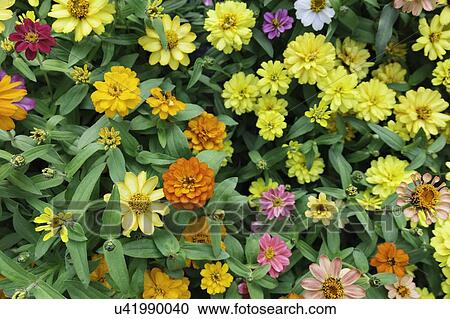 Stock Image - Flowers in bloom. Fotosearch