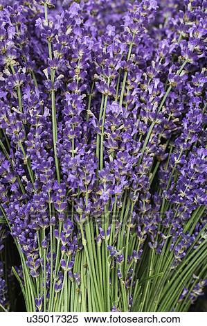 Stock Photography - Flowers in bloom. Fotosearch