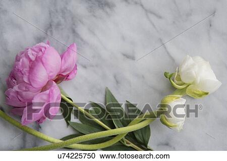 Stock Image - Flowers on marble. Fotosearch