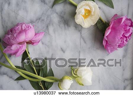 Flowers on marble View Large Photo Image Stock Photo - Flowers on marble. Fotosearch