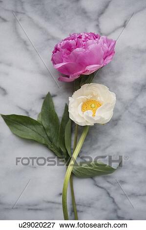 Stock Photo - Flowers on marble. Fotosearch