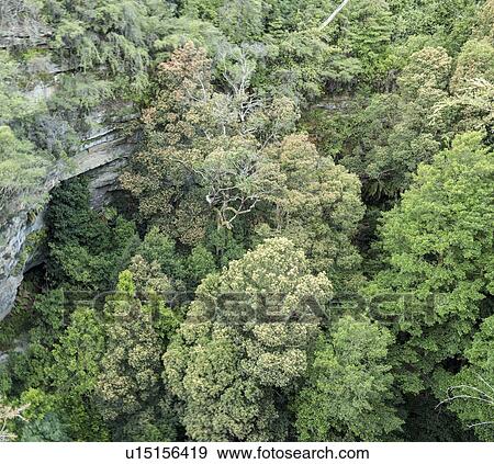 Stock Photo - Forest in Blue Mountains National Park. Fotosearch