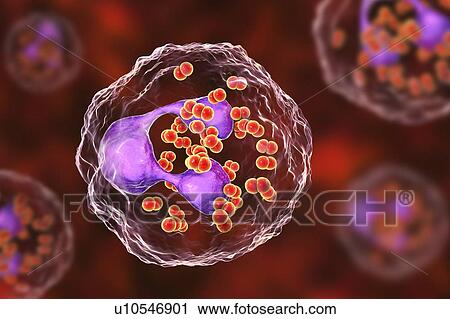 Stock Image - Gonorrhoeae bacteria. Computer illustration of Neisseria gonorrhoeae bacteria inside neutrophil white blood cells. N. gonorrhoeae is a Gram-negative bacterium that causes the sexually transmitted infection gonorrhoea. Symptoms include vaginal or.... Fotosearch