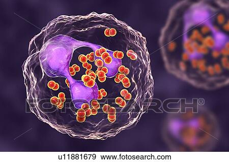 Stock Photo - Gonorrhoeae bacteria. Computer illustration of Neisseria gonorrhoeae bacteria inside neutrophil white blood cells. N. gonorrhoeae is a Gram-negative bacterium that causes the sexually transmitted infection gonorrhoea. Symptoms include vaginal or.... Fotosearch