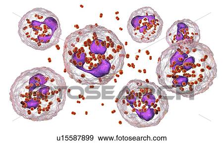 Gonorrhoeae bacteria. Computer illustration of Neisseria gonorrhoeae bacteria inside neutrophil white blood cells. N. gonorrhoeae is a Gram-negative bacterium that causes the sexually transmitted infection gonorrhoea. Symptoms include vaginal or... View Large Photo Image Stock Photo - Gonorrhoeae bacteria. Computer illustration of Neisseria gonorrhoeae bacteria inside neutrophil white blood cells. N. gonorrhoeae is a Gram-negative bacterium that causes the sexually transmitted infection gonorrhoea. Symptoms include vaginal or.... Fotosearch