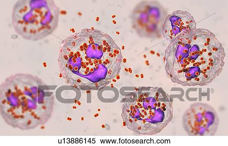 Stock Photography - Gonorrhoeae bacteria. Computer illustration of Neisseria gonorrhoeae bacteria inside neutrophil white blood cells. N. gonorrhoeae is a Gram-negative bacterium that causes the sexually transmitted infection gonorrhoea. Symptoms include vaginal or.... Fotosearch