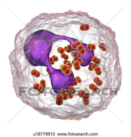 Gonorrhoeae bacteria. Computer illustration of Neisseria gonorrhoeae bacteria inside neutrophil white blood cells. N. gonorrhoeae is a Gram-negative bacterium that causes the sexually transmitted infection gonorrhoea. Symptoms include vaginal or... View Large Photo Image Stock Photography - Gonorrhoeae bacteria. Computer illustration of Neisseria gonorrhoeae bacteria inside neutrophil white blood cells. N. gonorrhoeae is a Gram-negative bacterium that causes the sexually transmitted infection gonorrhoea. Symptoms include vaginal or.... Fotosearch