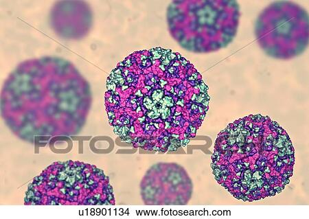 Picture - Group B Coxsackievirus, computer illustration. These viruses cause infections of the heart (myocarditis, pericarditis), pleura (pleurodynia, Bornholm disease), pancreas (pancreatitis) and liver (hepatitis).. Fotosearch