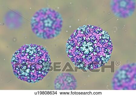 Picture - Group B Coxsackievirus, computer illustration. These viruses cause infections of the heart (myocarditis, pericarditis), pleura (pleurodynia, Bornholm disease), pancreas (pancreatitis) and liver (hepatitis).. Fotosearch