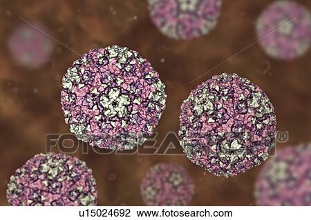 Stock Image - Group B Coxsackievirus, computer illustration. These viruses cause infections of the heart (myocarditis, pericarditis), pleura (pleurodynia, Bornholm disease), pancreas (pancreatitis) and liver (hepatitis).. Fotosearch