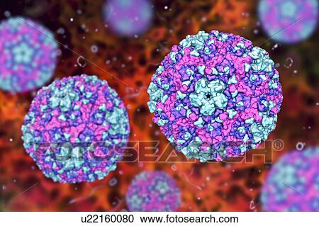 Stock Image - Group B Coxsackievirus, computer illustration. These viruses cause infections of the heart (myocarditis, pericarditis), pleura (pleurodynia, Bornholm disease), pancreas (pancreatitis) and liver (hepatitis).. Fotosearch