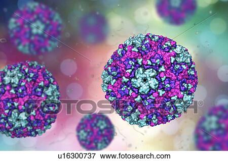 Stock Photo - Group B Coxsackievirus, computer illustration. These viruses cause infections of the heart (myocarditis, pericarditis), pleura (pleurodynia, Bornholm disease), pancreas (pancreatitis) and liver (hepatitis).. Fotosearch