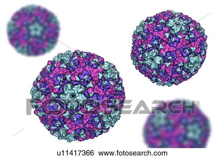 Stock Photograph - Group B Coxsackievirus, computer illustration. These viruses cause infections of the heart (myocarditis, pericarditis), pleura (pleurodynia, Bornholm disease), pancreas (pancreatitis) and liver (hepatitis).. Fotosearch