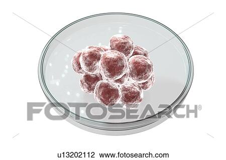 Human blastocyst in Petri dish. Conceptual computer illustration of artificial fertilization. View Large Photo Image Stock Image - Human blastocyst in Petri dish. Conceptual computer illustration of artificial fertilization.. Fotosearch